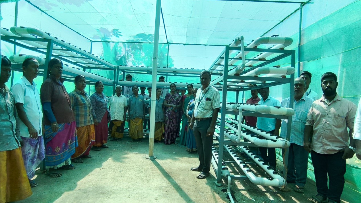 UBA-HYDROPONIC AGRICULTURE METHOD